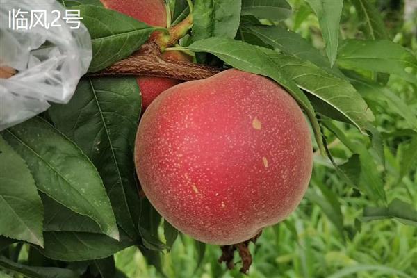 桃子如何传播种子，会自动掉落或动物传播