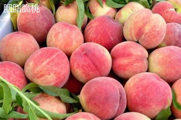 桃子如何传播种子，会自动掉落或动物传播