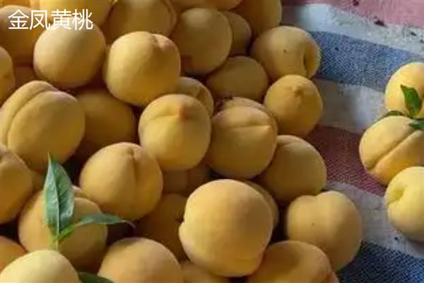 桃子如何传播种子，会自动掉落或动物传播
