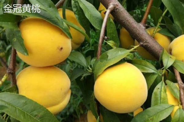 桃子如何传播种子，会自动掉落或动物传播