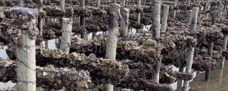 生蚝的养殖方法，可插竹养殖、延绳养殖、立柱养殖等
