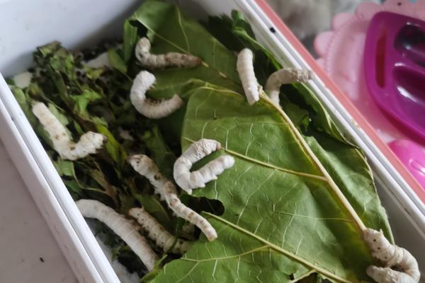 蚕宝宝的生长阶段，分为蚕卵、幼虫、结茧、成虫