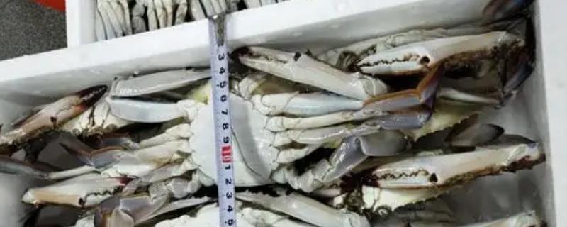 梭子蟹冷冻后还能不能吃，可以吃但肉质会变柴
