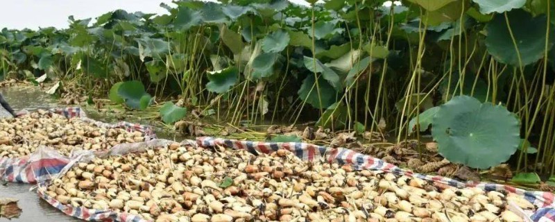 莲藕的追肥方法，整个生育期追肥3次