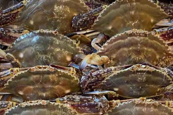 梭子蟹冷冻后还能不能吃,可以吃但肉质会变柴