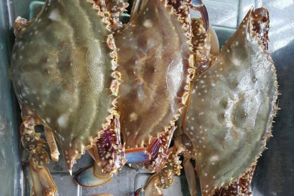 梭子蟹冷冻后还能不能吃,可以吃但肉质会变柴