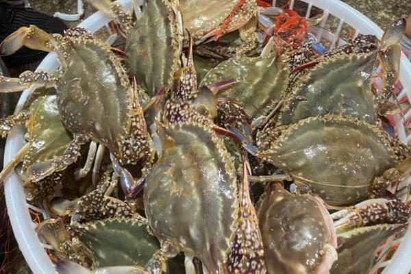 梭子蟹冷冻后还能不能吃,可以吃但肉质会变柴