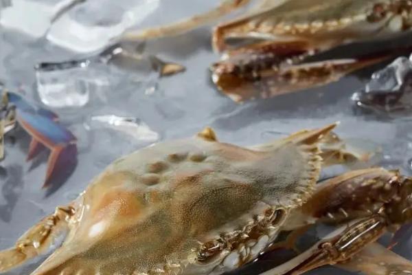 梭子蟹冷冻后还能不能吃,可以吃但肉质会变柴