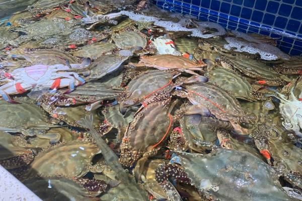 梭子蟹冷冻后还能不能吃,可以吃但肉质会变柴