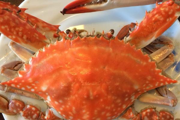 梭子蟹冷冻后还能不能吃,可以吃但肉质会变柴