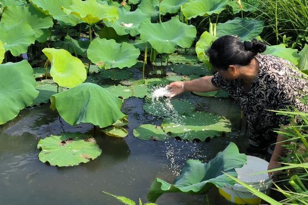 莲藕的追肥方法，整个生育期追肥3次