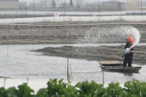 莲藕的追肥方法，整个生育期追肥3次