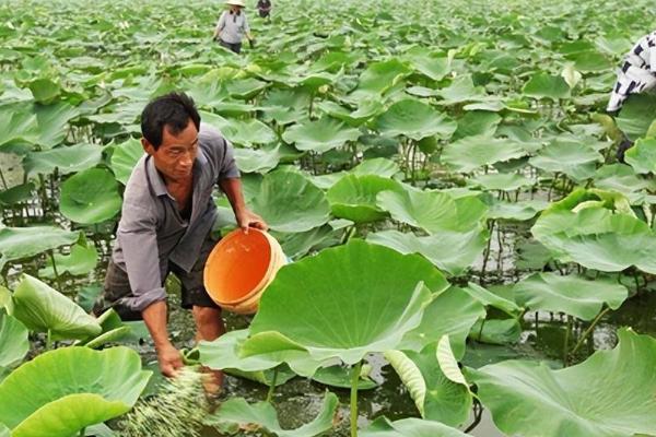 莲藕的追肥方法，整个生育期追肥3次