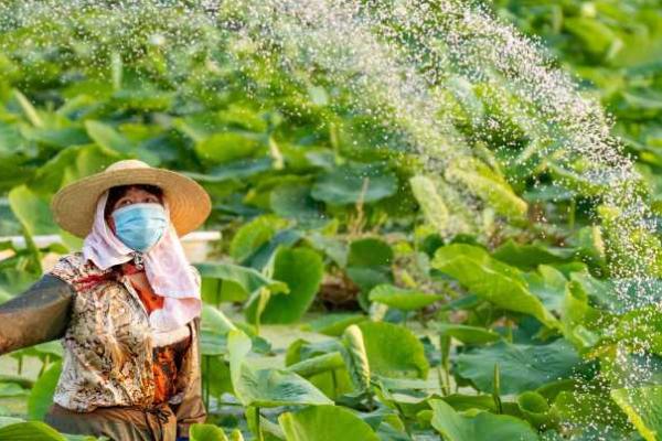 莲藕的追肥方法，整个生育期追肥3次