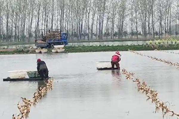 莲藕的追肥方法，整个生育期追肥3次