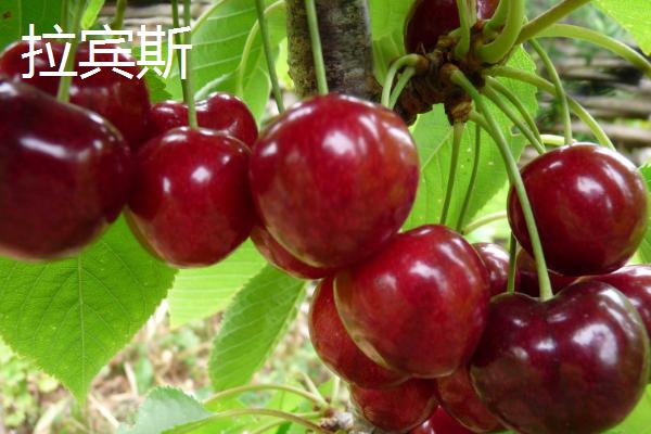 哪些甜樱桃适合温室栽培，常见红灯、佳红、拉宾斯等品种