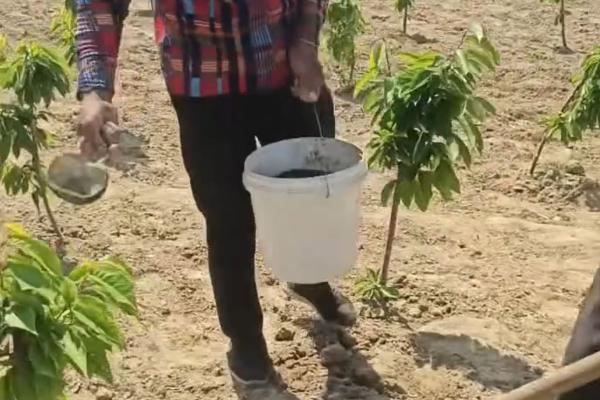 哪些甜樱桃适合温室栽培，常见红灯、佳红、拉宾斯等品种
