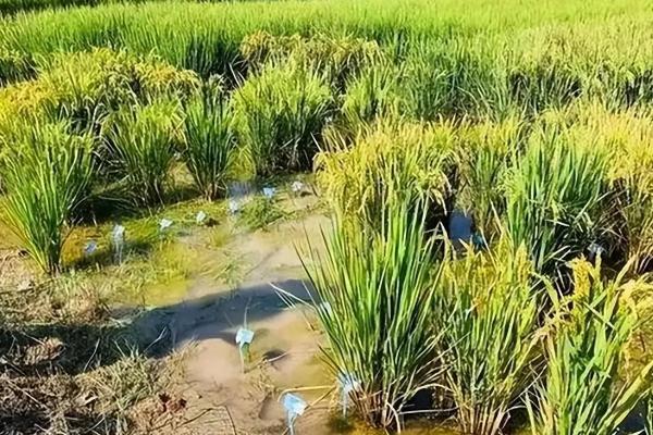 海水稻好吃吗，它比普通的白米饭更香