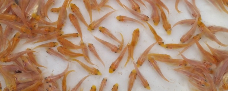 如何饲养二三厘米的锦鲤苗，水温需保持在25℃