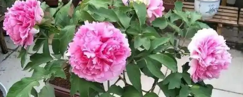 盆栽牡丹花如何施肥，基肥为腐熟的饼肥和有机肥