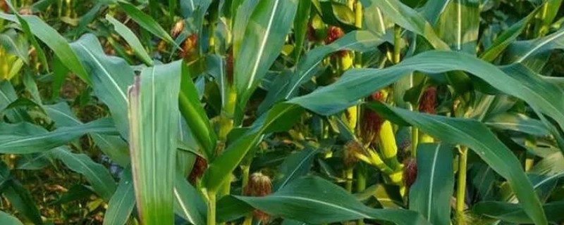 玉米的种植技术，播种深度通常为5cm