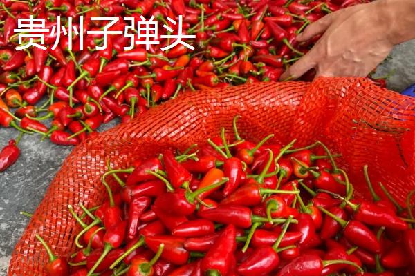 适合做干辣椒的品种，推荐四川二荆条辣椒、陕西线辣椒等