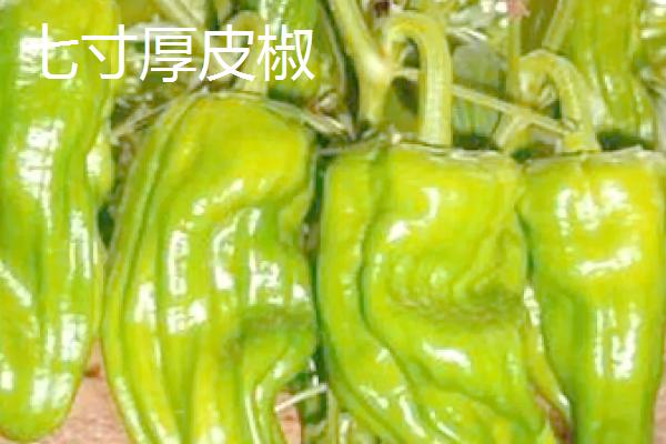 适合做干辣椒的品种，推荐四川二荆条辣椒、陕西线辣椒等