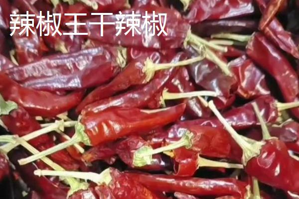 适合做干辣椒的品种，推荐四川二荆条辣椒、陕西线辣椒等