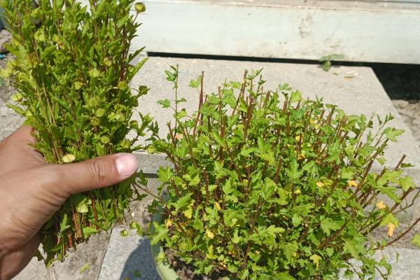 小木槿的修剪方法，在幼苗期剪除生长点可防止徒长