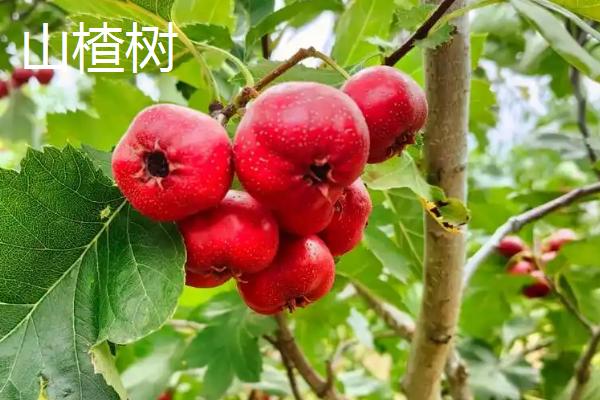 哪些果树适合在秋季移栽，常见山楂树、石榴树、橘子树等品种