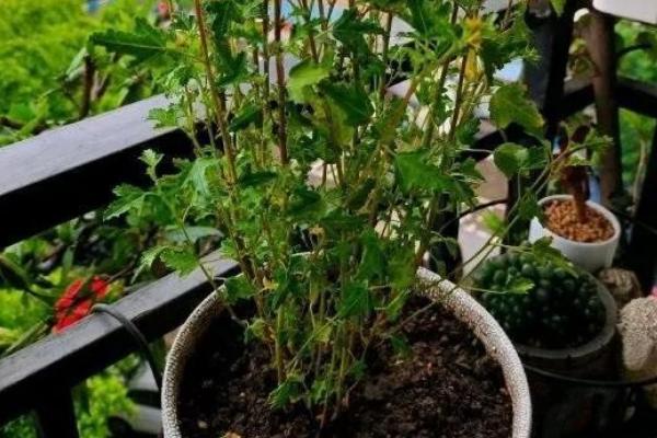 小木槿的修剪方法，在幼苗期剪除生长点可防止徒长