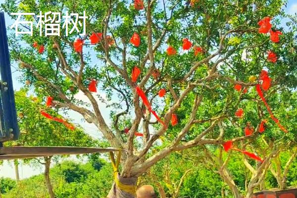 哪些果树适合在秋季移栽，常见山楂树、石榴树、橘子树等品种