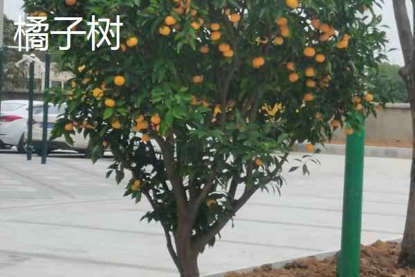 哪些果树适合在秋季移栽，常见山楂树、石榴树、橘子树等品种