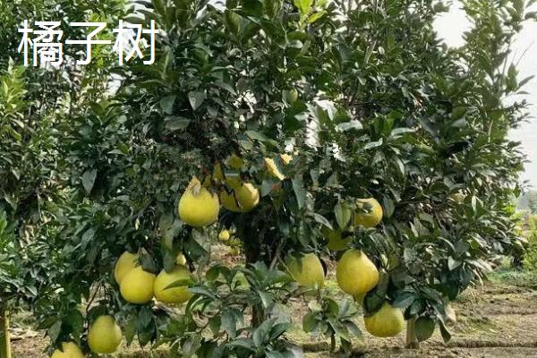 哪些果树适合在秋季移栽，常见山楂树、石榴树、橘子树等品种
