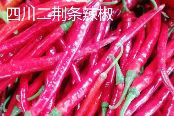 适合做干辣椒的品种，推荐四川二荆条辣椒、陕西线辣椒等