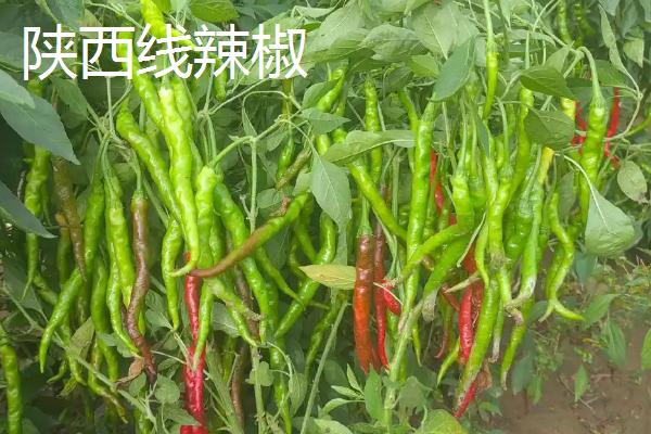 适合做干辣椒的品种，推荐四川二荆条辣椒、陕西线辣椒等