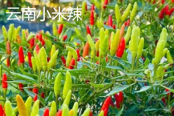 适合做干辣椒的品种，推荐四川二荆条辣椒、陕西线辣椒等