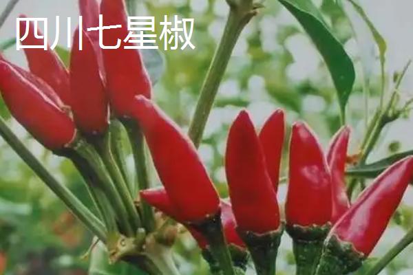 适合做干辣椒的品种，推荐四川二荆条辣椒、陕西线辣椒等