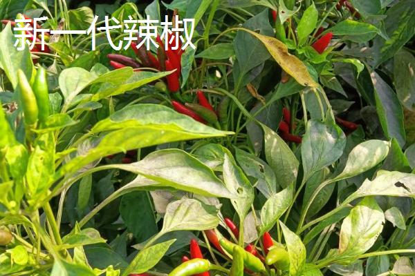 适合做干辣椒的品种，推荐四川二荆条辣椒、陕西线辣椒等