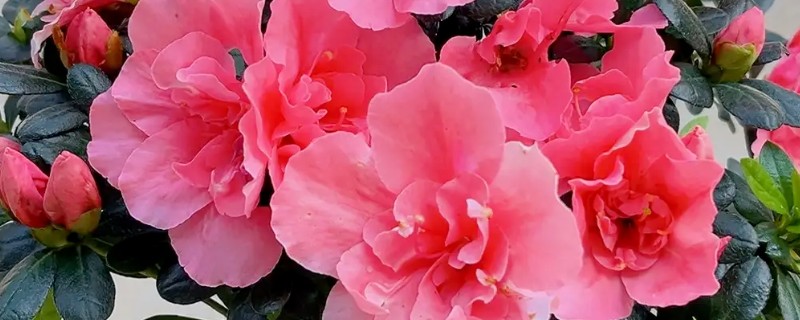 如何给带花苞的杜鹃花浇水，沿着盆边缓慢浇灌