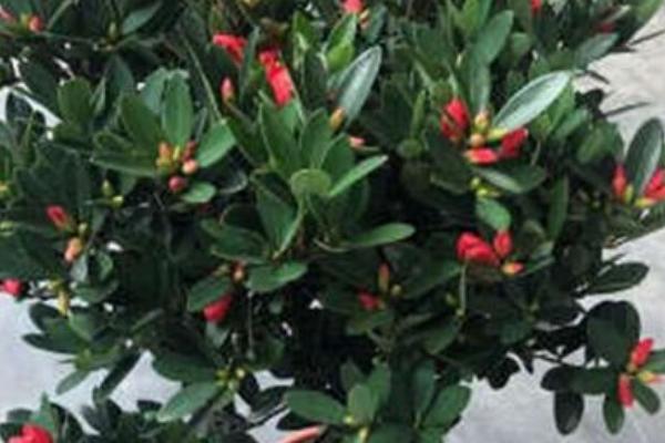 如何给带花苞的杜鹃花浇水，沿着盆边缓慢浇灌