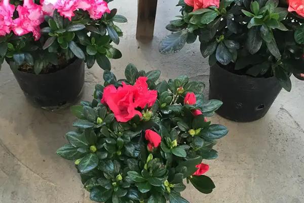 如何给带花苞的杜鹃花浇水，沿着盆边缓慢浇灌