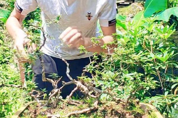 如何给带花苞的杜鹃花浇水，沿着盆边缓慢浇灌