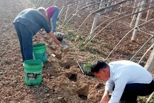 葫芦苗枯萎了如何解决，过度浇水时需暂停浇水并排出积水