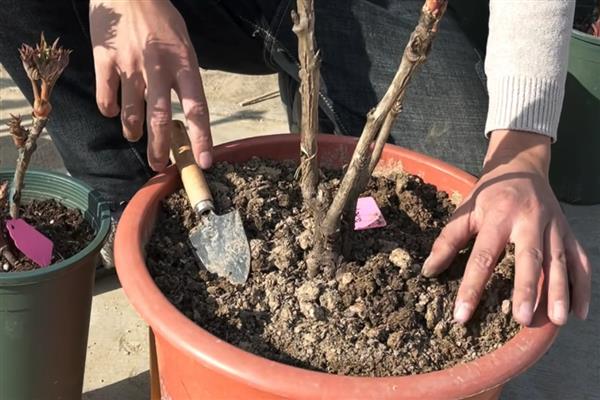 盆栽牡丹花如何施肥，基肥为腐熟的饼肥和有机肥