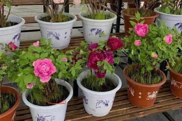 盆栽牡丹花如何施肥，基肥为腐熟的饼肥和有机肥