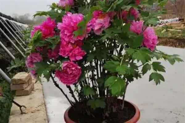 盆栽牡丹花如何施肥，基肥为腐熟的饼肥和有机肥