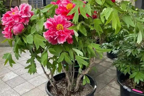 盆栽牡丹花如何施肥，基肥为腐熟的饼肥和有机肥