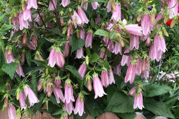 紫斑风铃草简介，别称灯笼花、吊钟花等