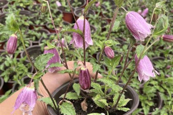 紫斑风铃草简介，别称灯笼花、吊钟花等